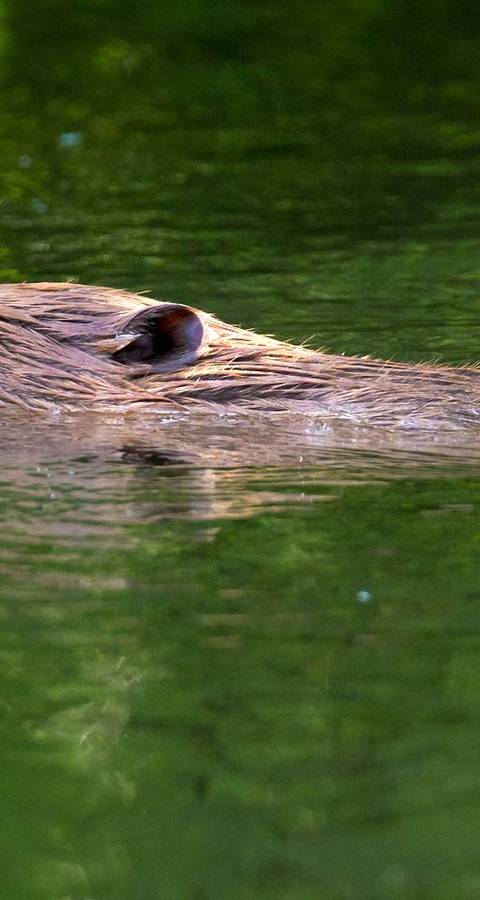 Biber im See