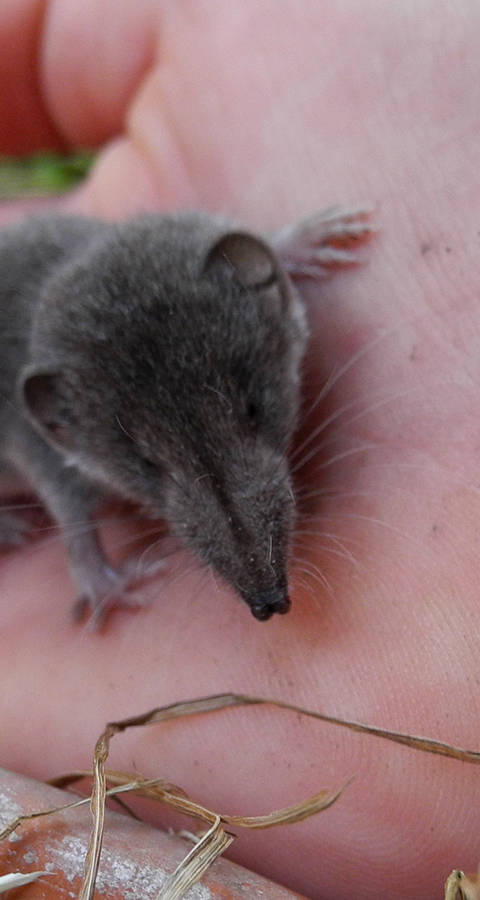 Gerettete Spitzmaus auf einer Hand