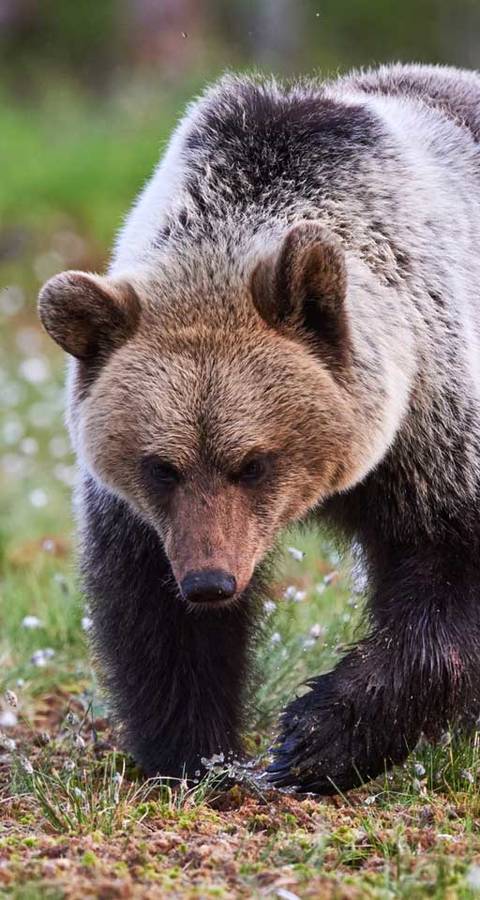 L'orso è l'animale dell'anno 2009