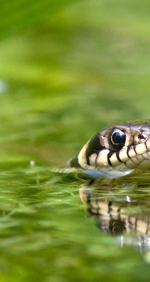 La natrice dal collare è l'animale dell’anno 2015