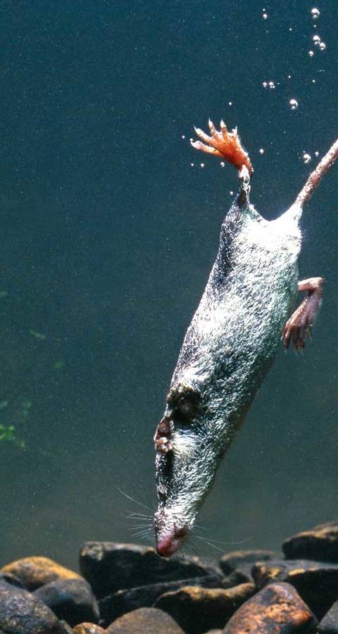 Une musaraigne aquatique en plein plongeon