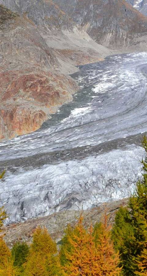 Aletschwald und Aletschgletscher