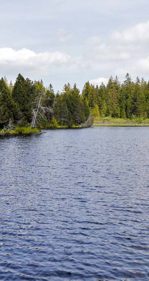 Etang de la Gruère