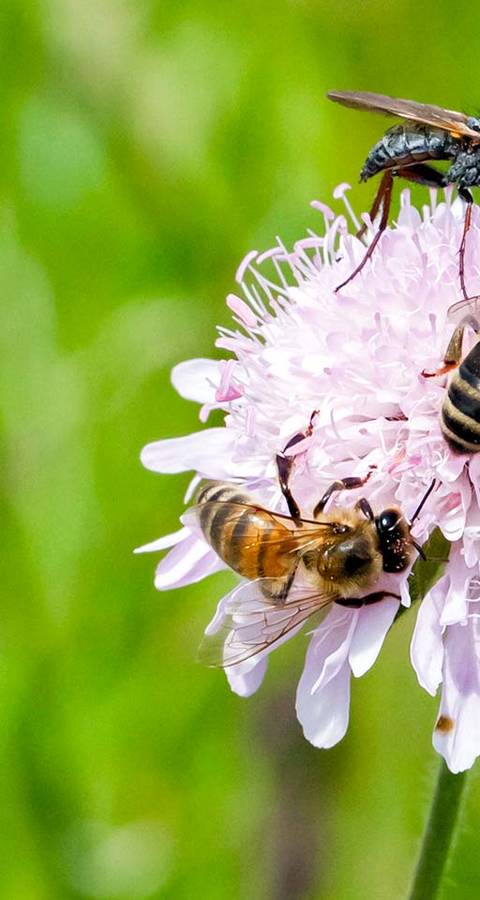 Bienen und Fliegen auf Wildblume