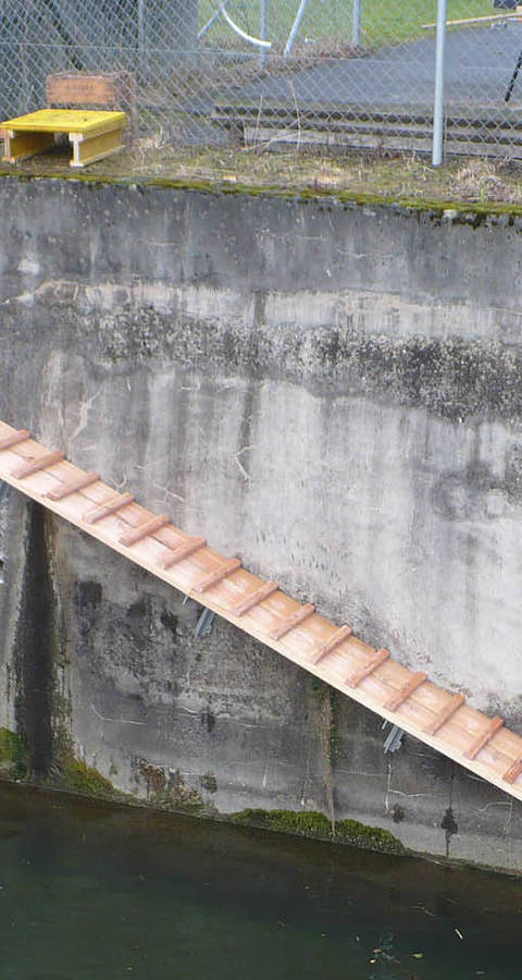 rampe à castors à Cham