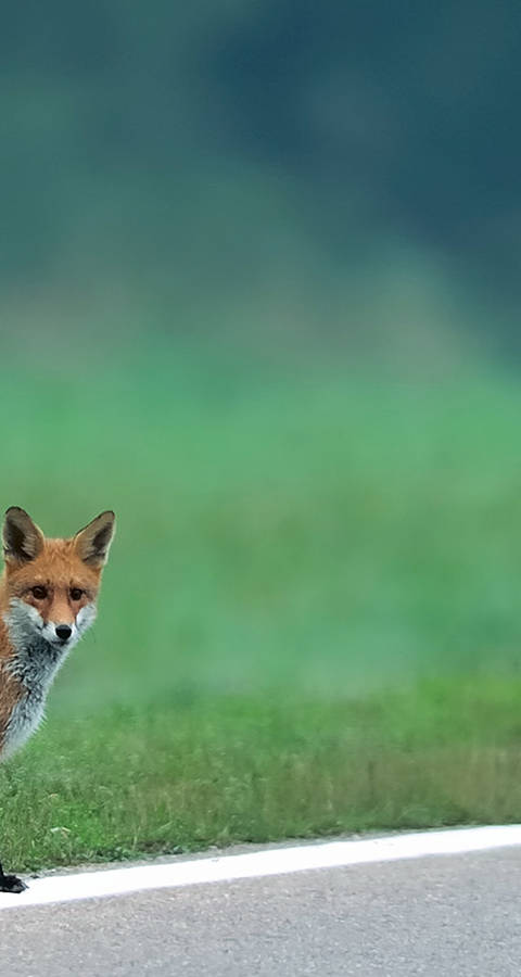Fuchs am Strassenrand