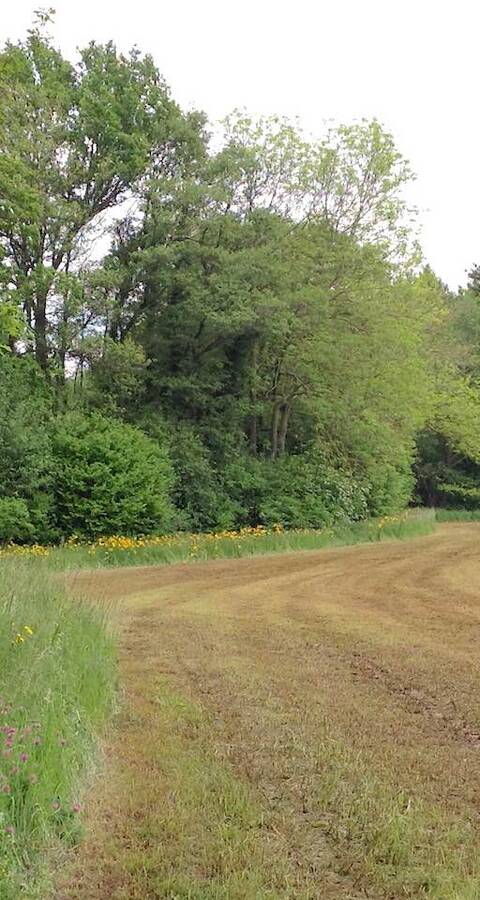 Surface agricole avec épandage de lisier et bordure tampon respectée