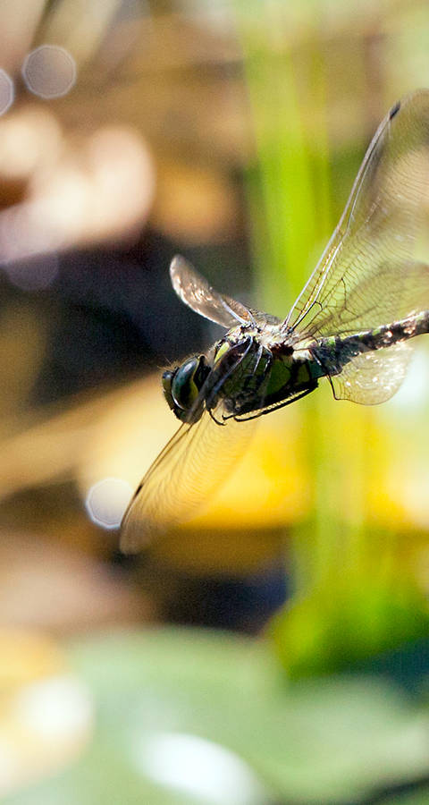 Flying dragonfly