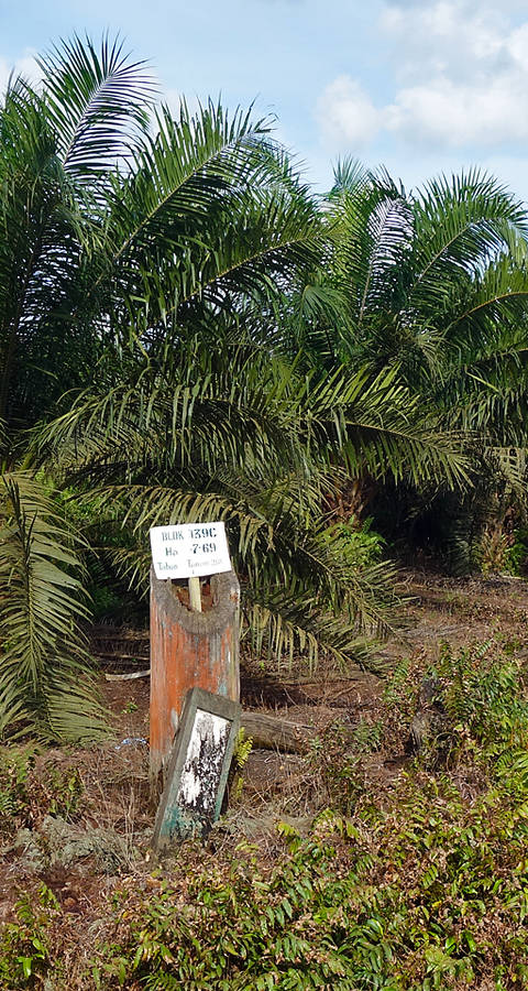 Palmiers à huile