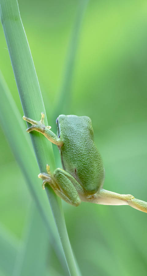 Rainette verte