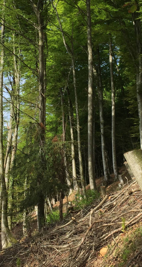 Lopperwald