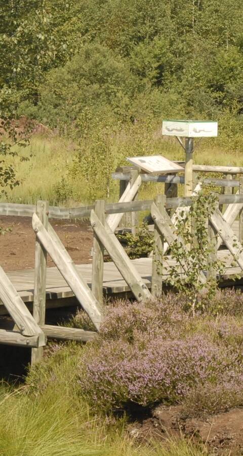 Chemin didactique dans la tourbière