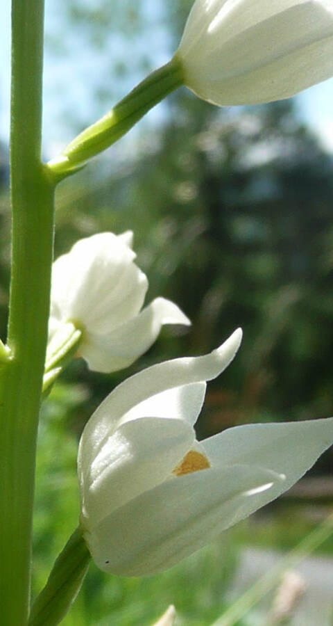 Projekt Wegränder Orchideen