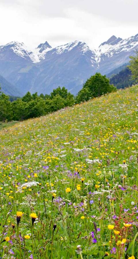Wiese