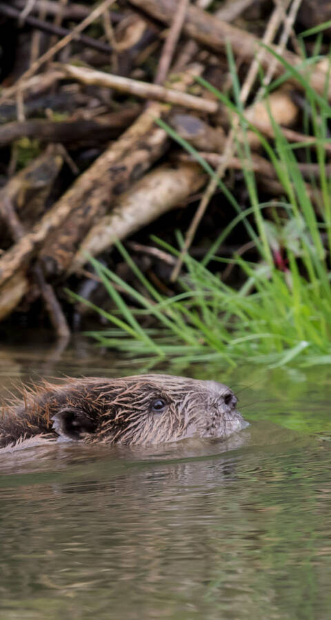 Castor dans l'eau