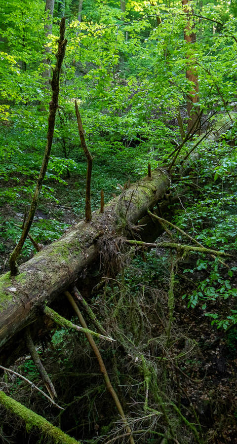 Wilde Natur im Waldreservat Bremgartenwald