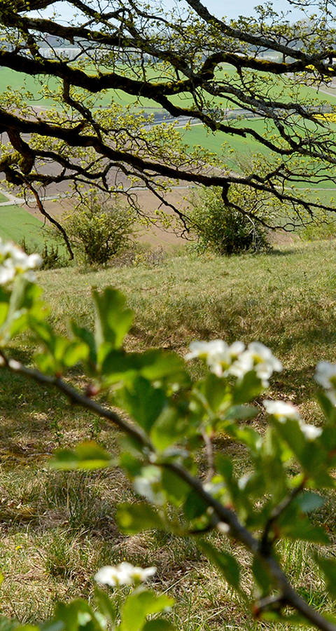Fabia Vulliamoz im Schutzgebiet Chassagne d’Onnens