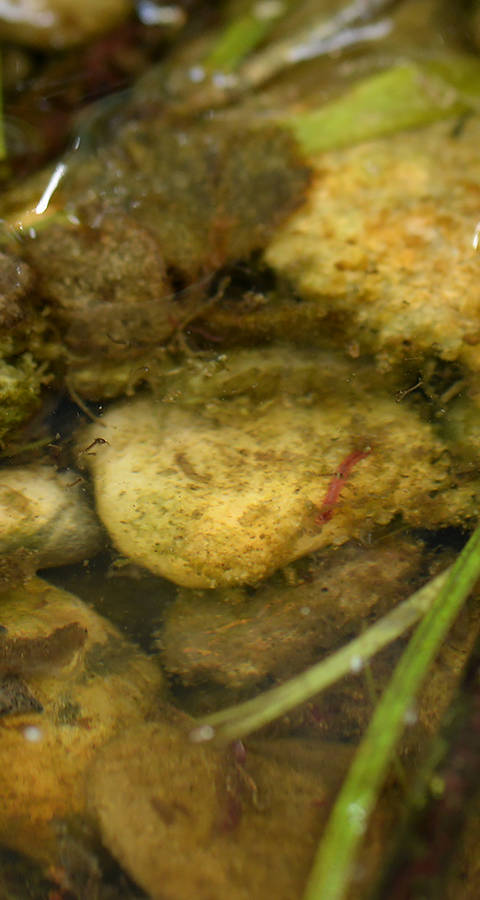 Junge und erwachsene Gelbbauchunke liegen im Wasser