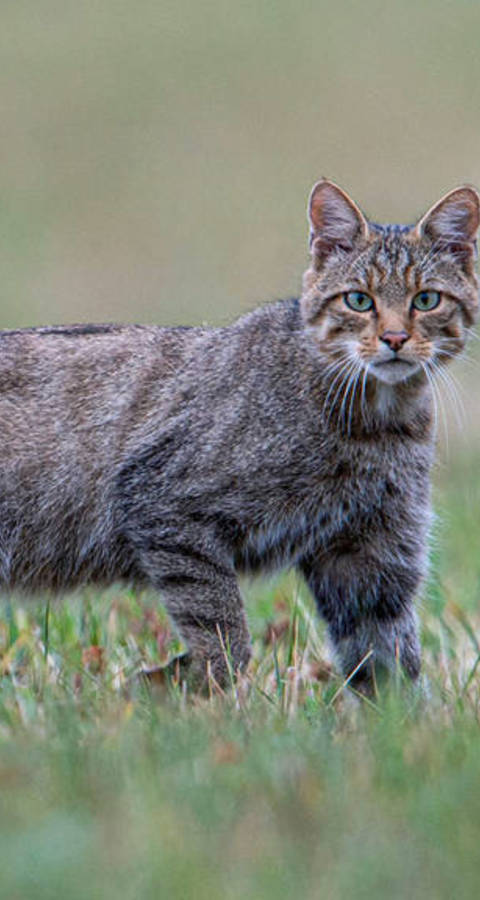 Wildkatze auf Wiese