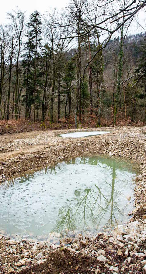 Neue Tümpel in der Bözenegg