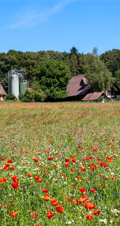 Biodiversität im Ackerrandstreifen
