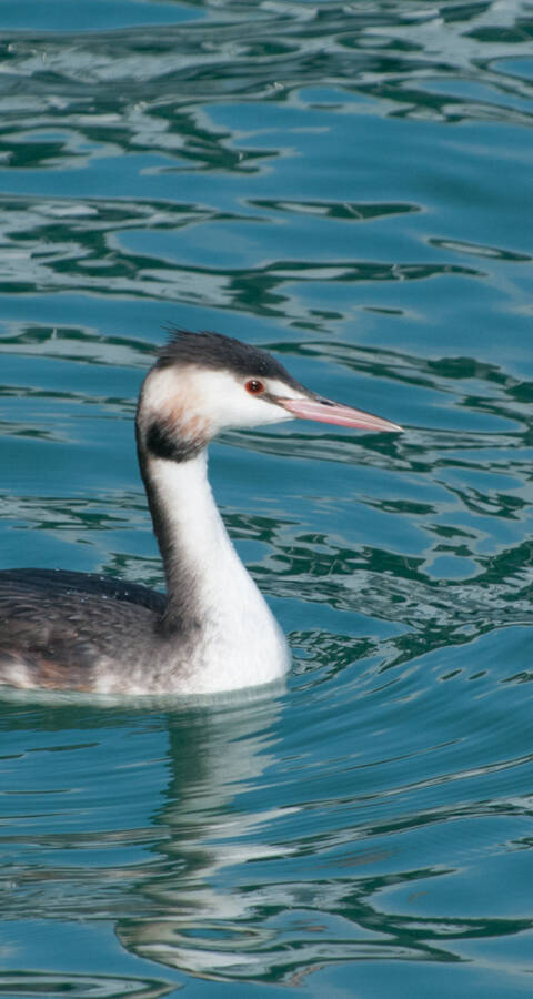 Haubentaucher im Wasser