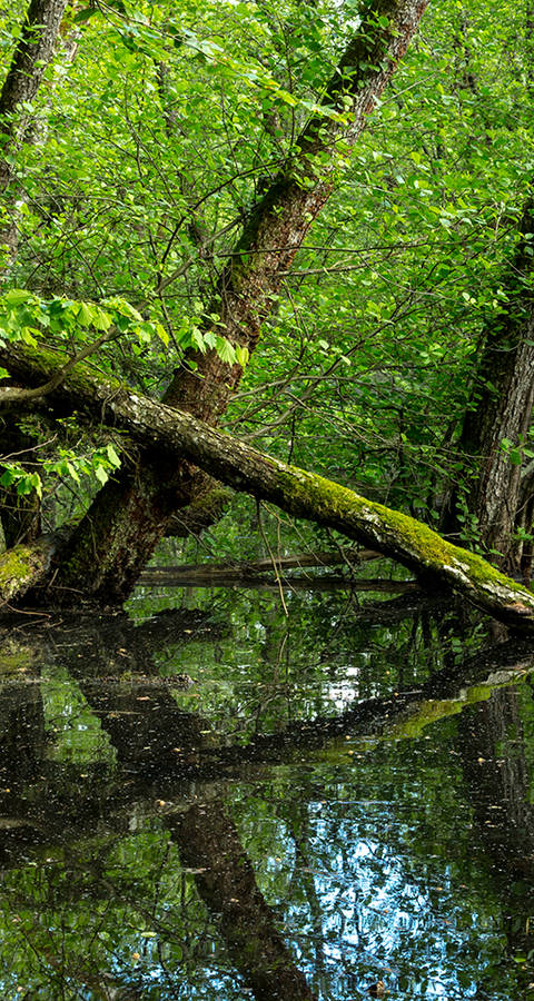 Prix Beugger et Pro Natura_Moiré franconien_Erebia medusa