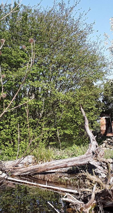 Ein Naturgarten, Paradies für unterschiedlichste Gäste