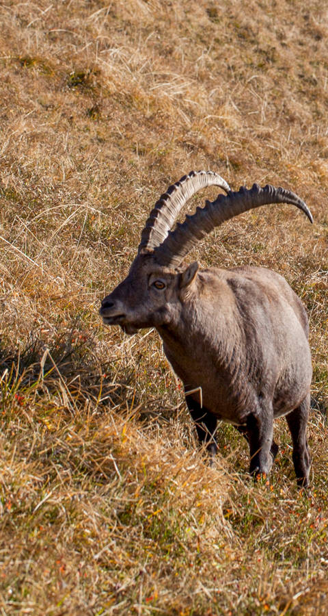 Steinbock