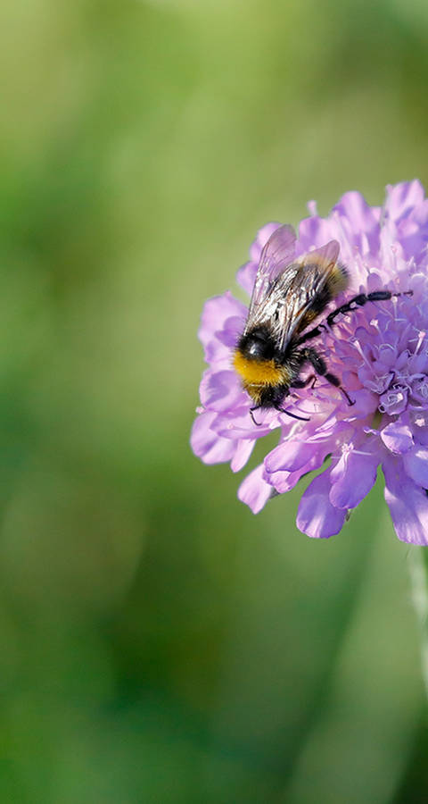 Biene auf Acker-Wittwenblume