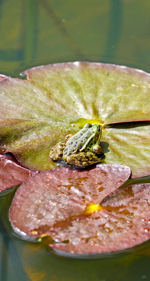 Wasserfrosch auf Seerosenblatt
