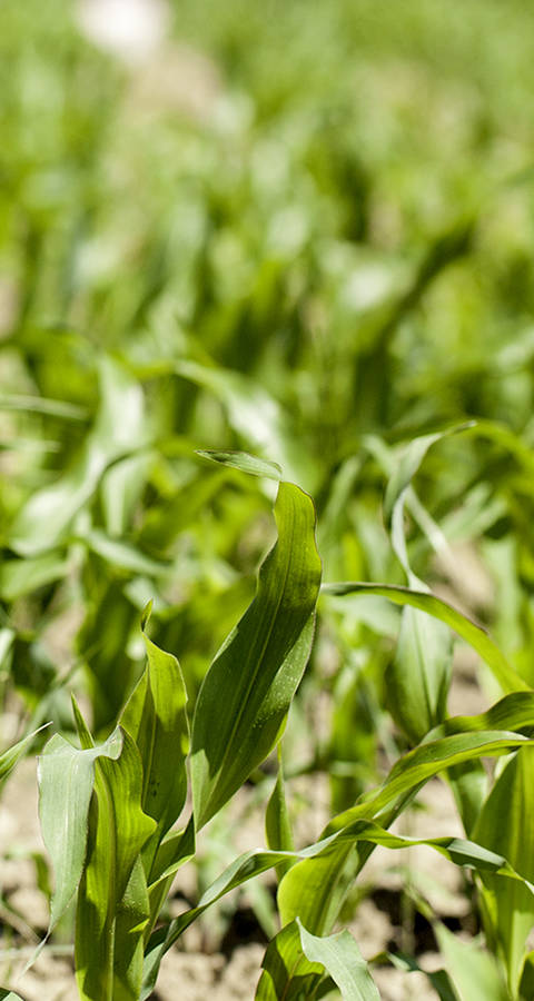Maisfeld mit trockener Erde