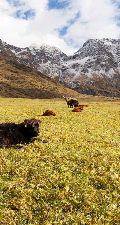 Symbolbild ökologische, tiergerechte Landwirtschaft