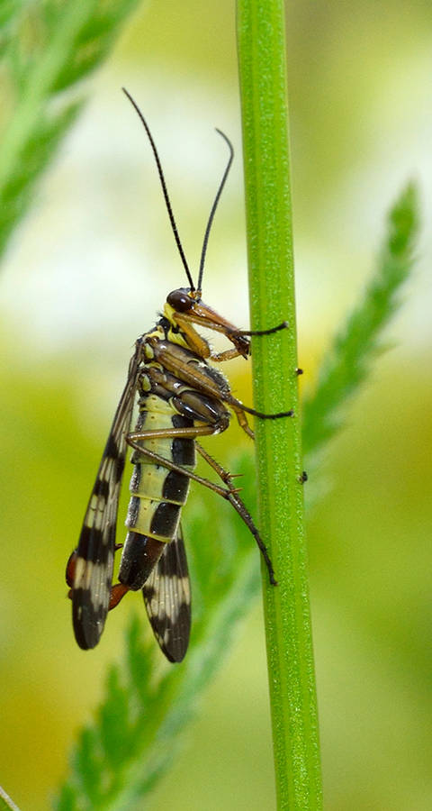 Skorpionsfliege in Blumenwiese