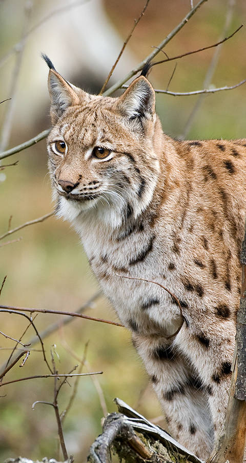 Lynx assis