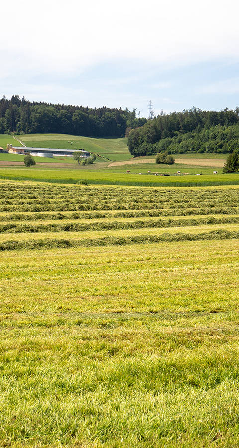 Symbolbild Landwirtschaft
