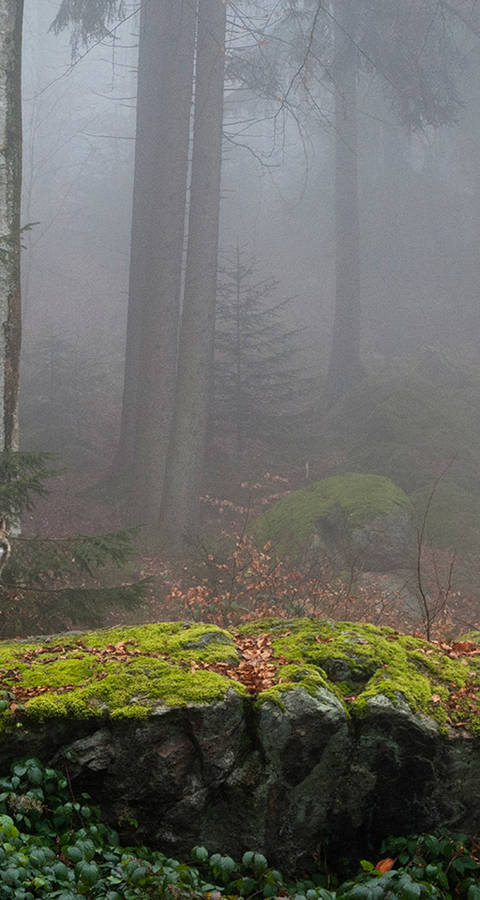 Wolf in der Schweiz