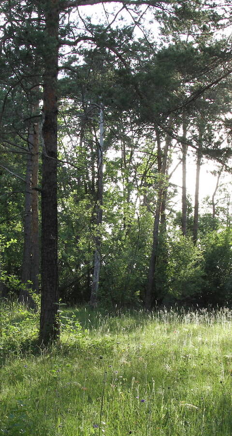 Lichter Wald am Nätteberg