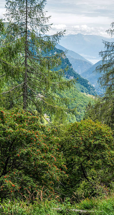 Wilder Wald TI