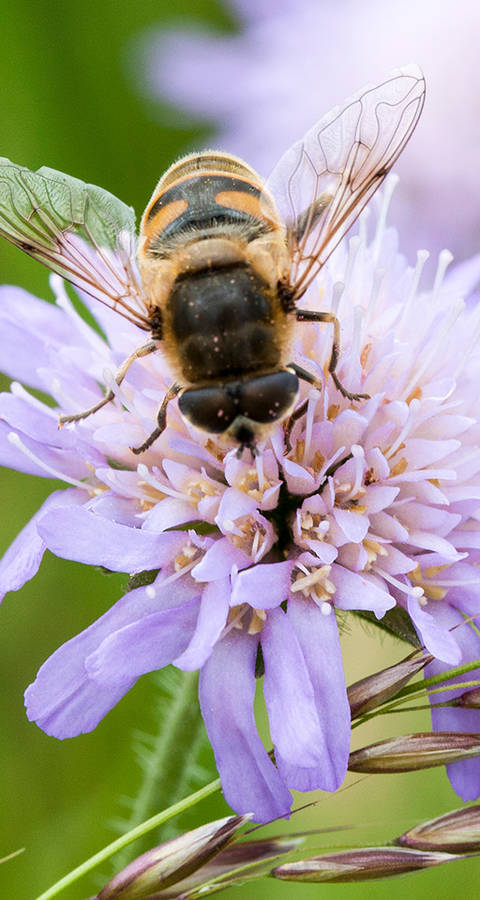 Fliege an Blume