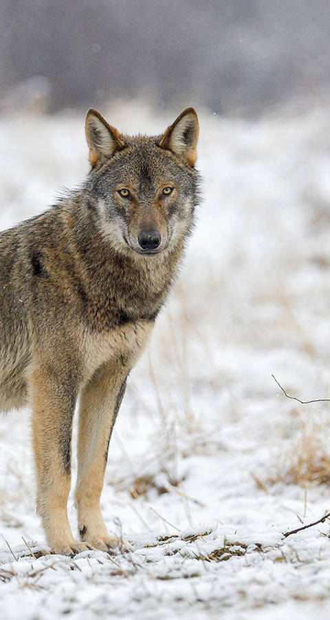 Wolf im Schnee