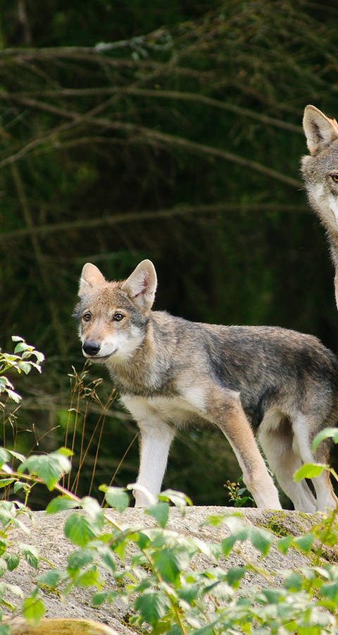 Symbolbild Wolf