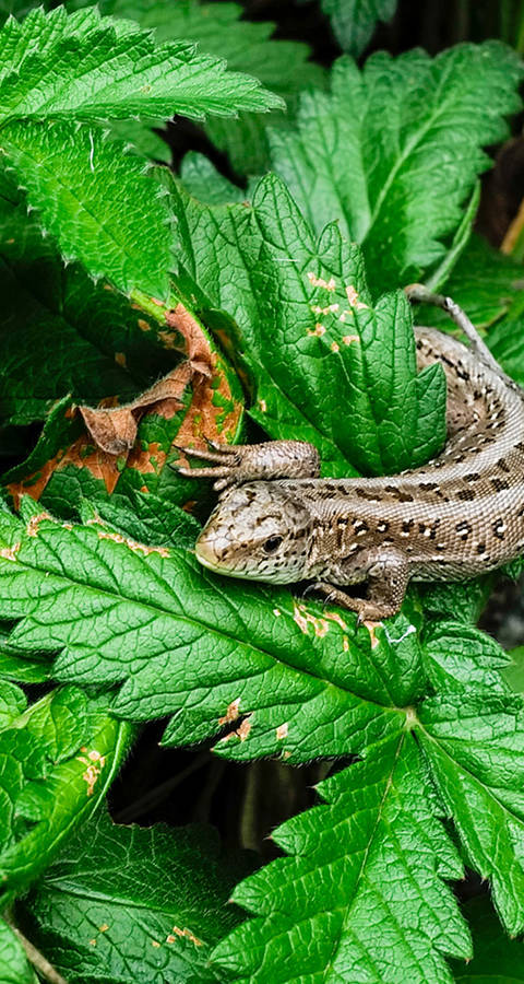 Eidechse auf Blatt, Copyright Matthias Sorg