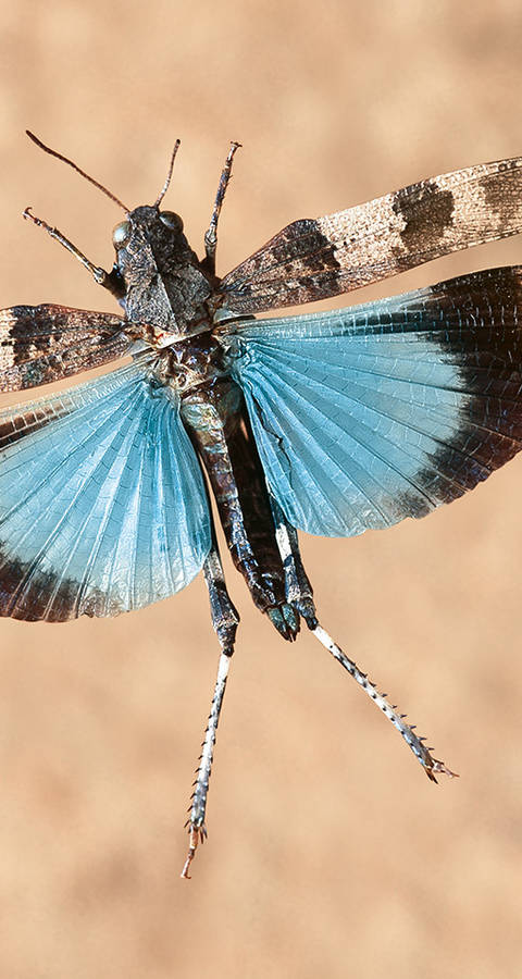 Blaufügelige Ödlandschrecke
