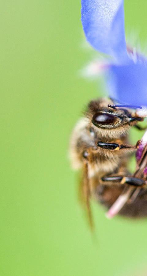 Ape su un fiore di borragine