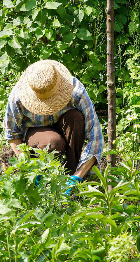 Frau an der Gartenarbeit im Naturgarten