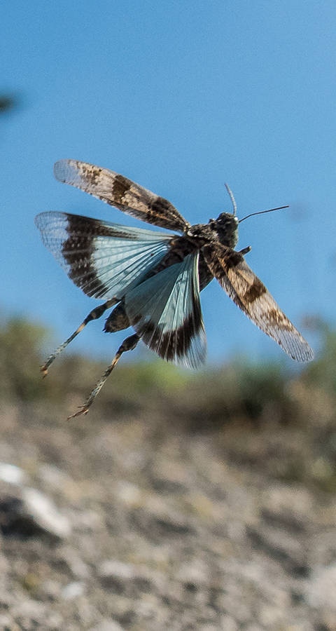 Blauflügelige Ödlandschrecke