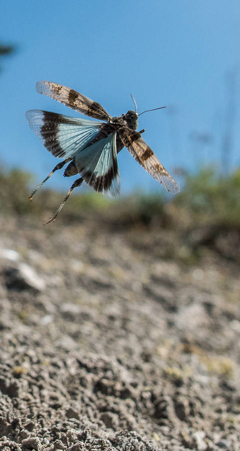 Blauflügelige Ödlandschrecke (Oedipoda caerulescens) 
