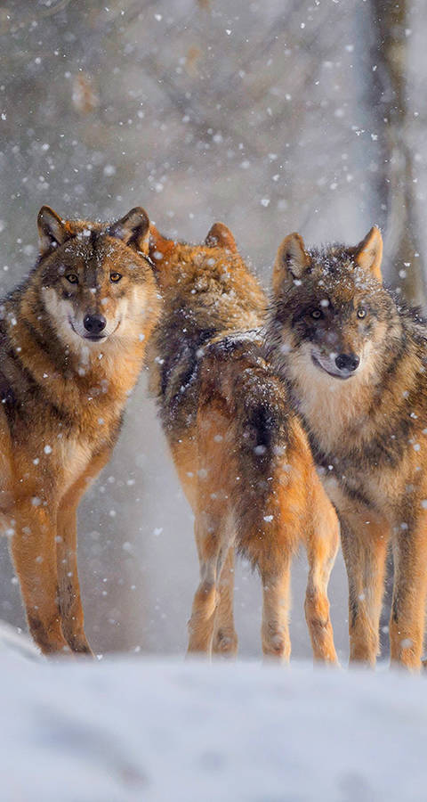 Groupe Loup Suisse