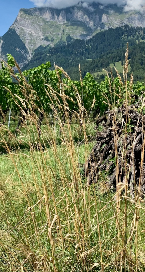 Strukturreiche Rebberge